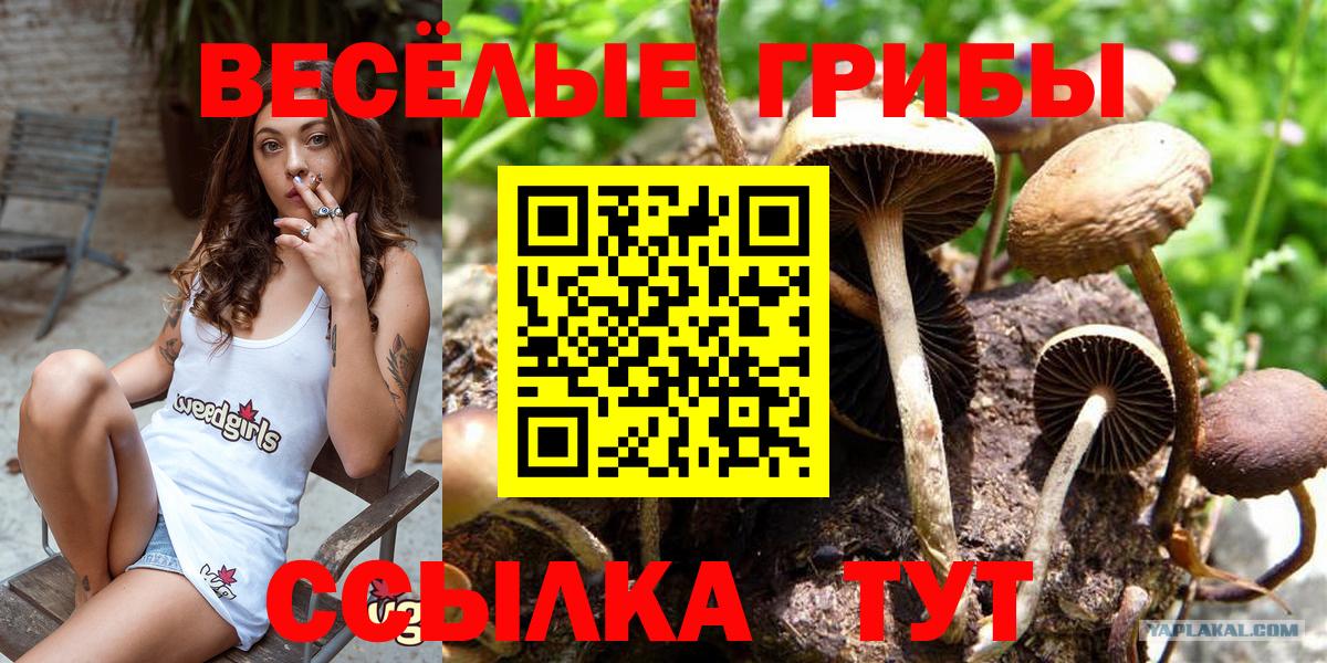 Галлюциногенные грибы GOLDEN TEACHER Владикавказ